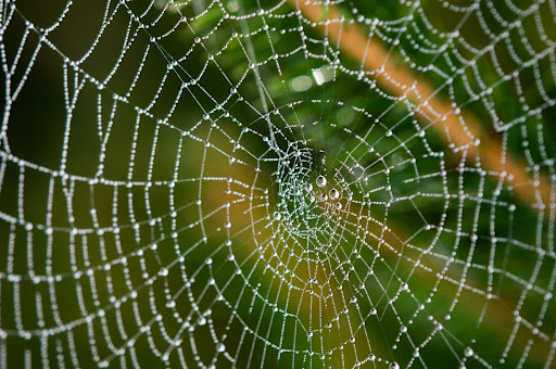 toile araignée